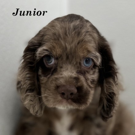puppy, for, sale, Cocker Spaniel, Joe & Cherri  Overlease, dog, breeder, Miller, MO, dog-breeder, puppy-for-sale, forsale, nearby, find, puppyfind, locator, puppylocator, aca